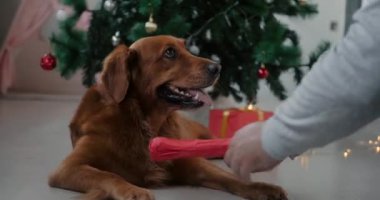 Bir Golden Retriever köpeği ve sahibi bir Noel hediyesi açıyor. Noel ağacının arka planında bir köpek için hediye paketi açıyorum. Bir evcil hayvan için Noel ve yeni yıl hediyesi. Evcil hayvan dükkanı.