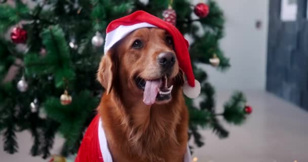 Portræt Hund Golden Retriever Avle Santa Hat Baggrund Juletræ Med – Stock-video