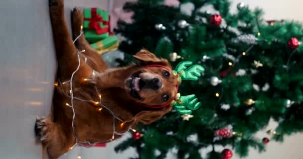 Vánoční Pes Plemene Zlatý Retrívr Věncem Ovinutým Kolem Něj Kloboukem — Stock video