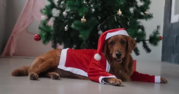 Ένας Σκύλος Της Φυλής Golden Retriever Βρίσκεται Ένα Κοστούμι Πρωτοχρονιάς — Αρχείο Βίντεο