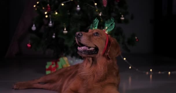 一只长着鹿角的发夹里的有趣的狗躺在圣诞树下 圣诞之夜穿着节日服装的金发女郎黑暗背景下的新年狗 — 图库视频影像