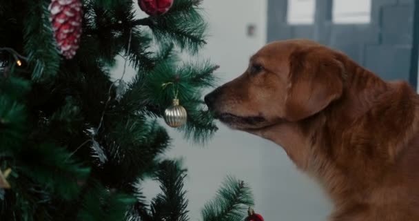 Pies Rasy Golden Retriever Wącha Choinkę Boczny Widok Świąteczny Pies — Wideo stockowe