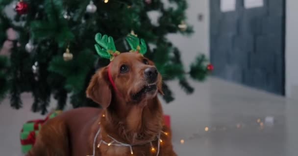 金毛猎犬金毛猎犬的一条滑稽的狗穿着鹿角的服装 脖子上挂着一个花环 主人向它扔去食物 背景上有装饰品的圣诞树 — 图库视频影像