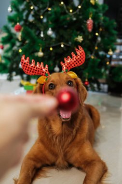 Golden Retriever 'ın köpeği geyik boynuzları ve burnu yerine kırmızı bir top olan bir takım elbisenin içinde ürer. Komik bir köpek süslü bir Noel ağacının arka planında çelenklerle yatar. Yeni Yıl kartı.