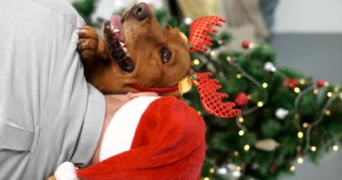 Noel Baba şapkalı bir adamın geyik boynuzlu şapkasıyla köpeğini Noel ağacının arka planında kucakladığı dikey bir video. Noel 'i ve yeni yılı köpeklerle kutlama konsepti.