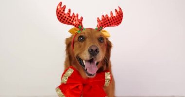 Geyik boynuzlu bir Noel köpeği ve beyaz arka planda boynunda bir fiyonk olan afiş, mesaj için boş yer. Yeni yıl hediyesi ve kırmızı kurdeleli Noel köpeği. Evcil hayvan dükkanı maskotu..