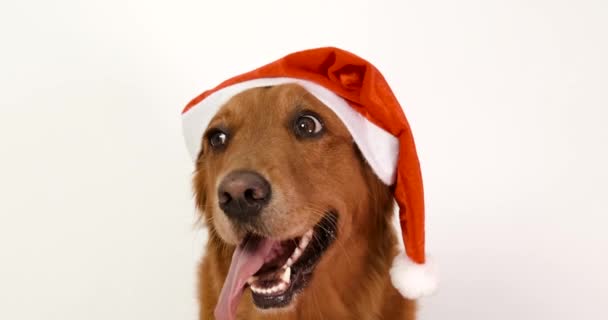 Portret Golden Retrievera Kapeluszu Świętego Mikołaja Białym Tle Świąteczny Pies — Wideo stockowe