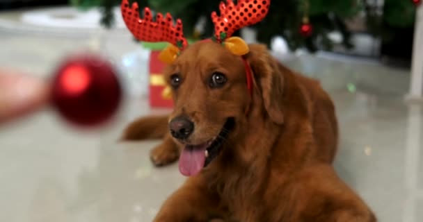Ένας Σκύλος Της Φυλής Golden Retriever Βρίσκεται Μια Κορδέλα Ελαφοκέρατα — Αρχείο Βίντεο