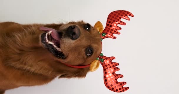 Рождественская Открытка Лицом Собаки Золотого Ретривера Оленьими Рогами Собака Смотрит — стоковое видео