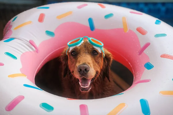 Portrait of a Golden Retriever dog lying in an inflatable donut shaped ring next to a swimming pool. The dog is wearing swimming goggles on his head. Vacation concept with pet.