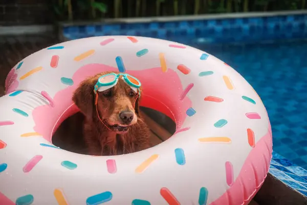 A funny golden retriever dog sits in a donut shaped lifebuoy wearing swimming goggles. The holiday season is starting. Summer relaxation by the pool.