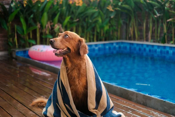 Portrait of a golden retriever wrapped in a towel and sitting against the backdrop of a swimming pool and donut lifebuoy. Dry a wet dog after swimming. Pet hair care.