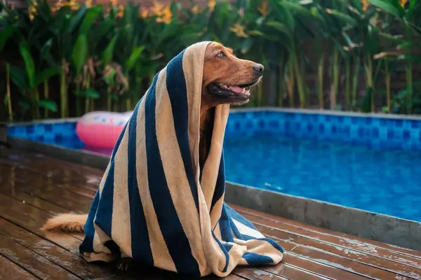 Banner Ένα Σκυλί Της Φυλής Golden Retriever Οποίο Κάθεται Στο — Φωτογραφία Αρχείου