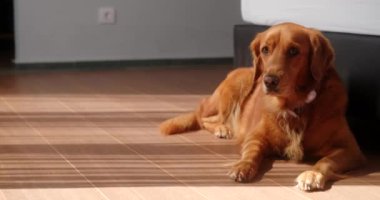 Pencerenin karşısındaki yatağın yanında bir Golden Retriever köpeği yatıyor. Pencereden güzel güneş ışınları düşüyor. Köpeğin üzerine sıcak ışık düşer, arka plan videosu.