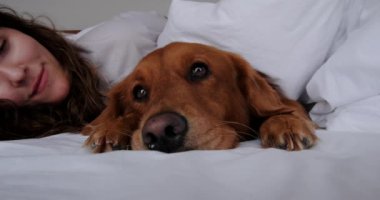 Ön planda, beyaz çarşaflardan oluşan bir yatakta uyuyan Golden Retriever cinsinden bir köpeğin yüzü var ve arka planda genç bir kadın ona bakarken köpeğe yalan söylüyor ve okşuyor..