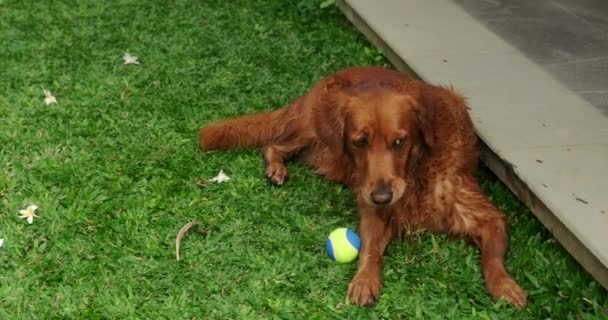 Golden Retriever Dog Lies Green Lawn Backyard Tennis Ball Next — Stock Video