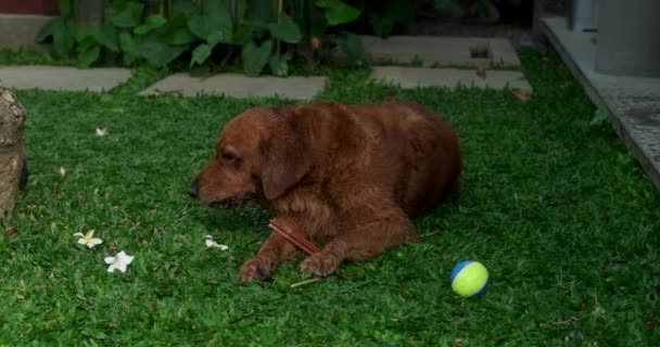 Pies Rasy Golden Retriever Leży Podwórku Domu Trawniku Żuje Kość — Wideo stockowe