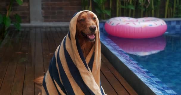 Banner Ένα Σκυλί Της Φυλής Golden Retriever Οποίο Κάθεται Στο — Αρχείο Βίντεο