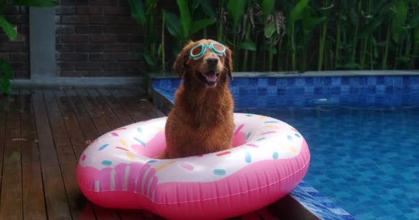 金毛猎犬坐在救生圈里 在游泳池旁边游泳护目镜 带着狗在热带国家度假的概念 — 图库视频影像