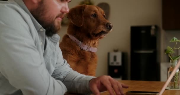 Cão Raça Golden Retriever Senta Mesa Com Focinho Engraçado Homem — Vídeo de Stock