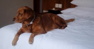 Yakasında GPS takip cihazı olan bir Golden Retriever köpeği yatağa oturur ve mesafeye bakar. Köpek yataktan fırladı ve kaçtı. Teknolojiyi hayvan güvenliği için kullanma kavramı.