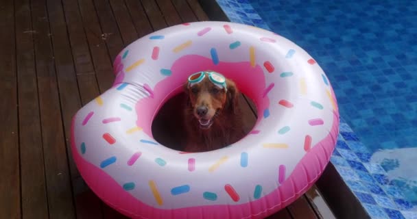 一只有趣的金毛猎犬穿着泳镜坐在一个甜甜圈形状的救生圈里 假期就要开始了 夏天在游泳池边放松一下 — 图库视频影像