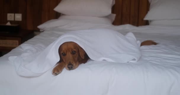 Perro Golden Retriever Encuentra Una Cama Hotel Sobre Sábanas Blancas — Vídeos de Stock