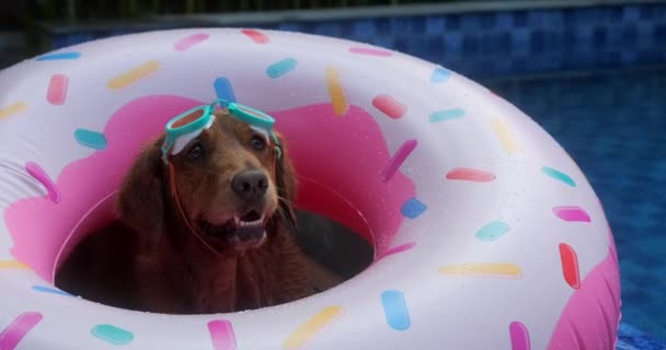 ドーナツ型の膨脹可能なリングとプールの隣の水泳ゴーグルに横たわるゴールデンレトリーバー犬の顔を持つビデオバナー 犬とのバケーションコンセプト — ストック動画