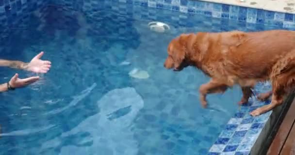 Perro Raza Golden Retriever Salta Piscina Dueño Que Llama Hombre — Vídeos de Stock