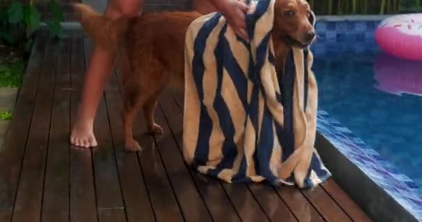 Zbliżenie Golden Retrievera Stojącego Przy Basenie Wysuszonego Ręcznikiem Przez Młodą — Wideo stockowe
