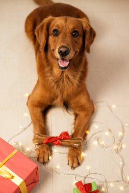 Golden Retriever cinsinden bir köpek kameraya bakar ve pençelerinde bir Noel hediyesi tutar. Arka planda kırmızı bir fiyonk olan bir kemik. Köpekler ve evcil hayvan dükkanları için yeni yıl hediyeleri..
