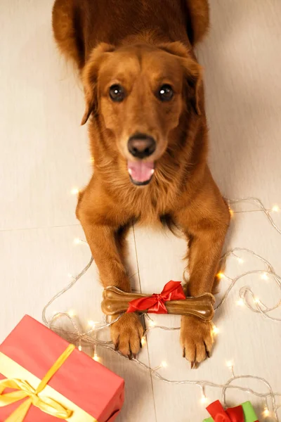 A dog of the Golden Retriever breed looks at the camera and holds a Christmas present in his paws - a bone with a red bow on a background of garlands. New Years delicious gifts for dogs, pet store.