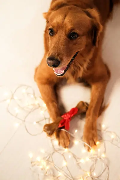 Top view of a dog of the Golden Retriever breed against the background of a garland, which holds a bone with a red bow in its paws. Christmas gift for a dog. New Year with your favorite pet.