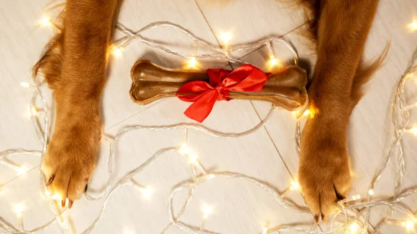 Top view of the paws of a dog of the Golden Retriever breed holding a bone with a gift bow on the background of a garland. Christmas gifts for a dog. Delicious treats for dogs for the New Year.