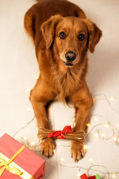 Top view of a dog of the Golden Retriever breed against the background of a garland, which holds a bone with a red bow in its paws. Christmas gift for a dog. New Year with your favorite pet.