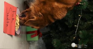 Noel ağacının altında bir kase kurabiye ve Noel Baba için bir not var. Golden Retriever köpeği kaseye yaklaşır ve gevrek, kemik şekilli kurabiyeyi yemeye başlar..