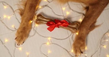 Golden Retriever cinsinden bir köpeğin pençelerinin üst görüntüsü bir çelenk arka planında hediye yayı olan bir kemik tutuyor. Bir köpek için Noel hediyeleri. Yeni yıl için köpekler için lezzetli ikramlar..