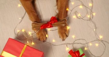 Noel çelenkleri ve hediyelerin arka planında yatan köpek pençelerinin en üst görüntüsü. Köpeklerin pençelerinde kırmızı bir yay olan bir kemik var. Köpekler için nefis yeni yıl hediyeleri. Evcil hayvan dükkanının Noel geçmişi.