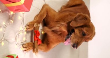 Golden Retriever cinsinden bir köpek, bir çelenk ve pençesinde kırmızı bir yay olan bir kemiği barındıran Noel hediyelerinin arka planında ürer. Bir köpek için Noel hediyesi. En sevdiğiniz evcil hayvanınızla Yeni Yıl