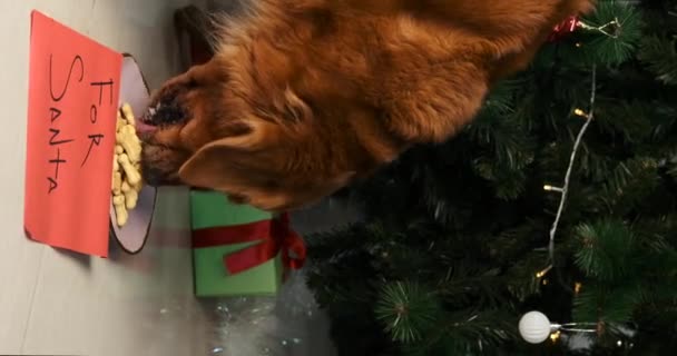 クリスマスツリーの下の垂直ビデオには クッキーのボウルとサンタのためのメモがあります ゴールデンレトリーバー犬がボウルに近づき カリカリした骨型のクッキーを食べ始める — ストック動画