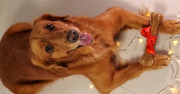 Hund Golden Retriever Racen Ser Kameraet Holder Julegave Sine Poter – Stock-video