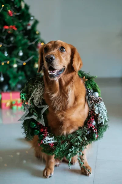 Golden Retriever Cinsinden Bir Köpek Bir Noel Ağacının Arka Planında — Stok fotoğraf