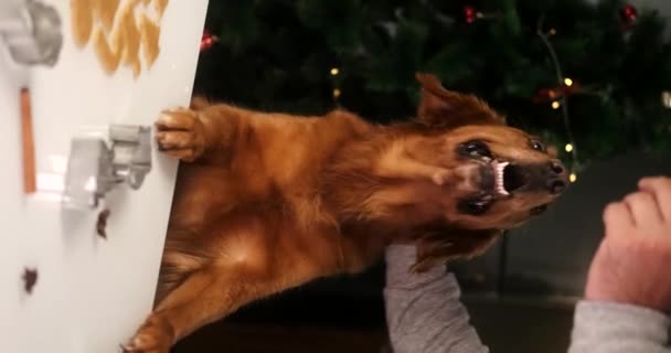 Vídeo Vertical Homem Tratar Cão Golden Retriever Pão Gengibre Natal — Vídeo de Stock