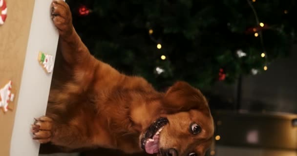 Verticale Video Een Golden Retriever Hond Steelt Peperkoek Koekjes Van — Stockvideo