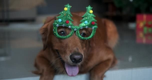 Pies Rasy Golden Retriever Leży Podłodze Świątecznych Okularach Nowy Rok — Wideo stockowe