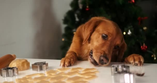 Een Golden Retriever Hond Steelt Peperkoek Koekjes Van Tafel Die — Stockvideo