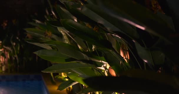 Vídeo Fundo Com Folhas Banana Crescendo Lado Piscina Noite Piscina — Vídeo de Stock