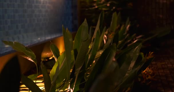 プールの隣 夕方の時間にバナナの葉の縦の背景ビデオ プールと葉はランタンの暖かい光によって照らされます — ストック動画