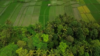 Yeşil çeltik tarlalarının ve hindistan cevizi palmiyelerinin havadan görünüşü. Bali 'de yetişen köy manzarası ve organik pirinç. Pirinç kare alanlara ekilir..