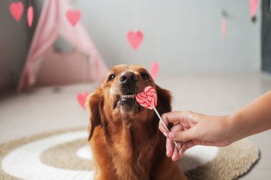 Golden Retriever cinsinden bir köpek kalp şeklinde şeker lolipopu çiğniyor. Köpekli Sevgililer Günü afişi. Düğün günü için kartpostal davetiyesi. Reklam tasarımı için evcil hayvan mağazası maskotu.